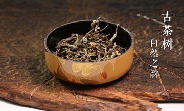 从古茶树中体味自然之韵