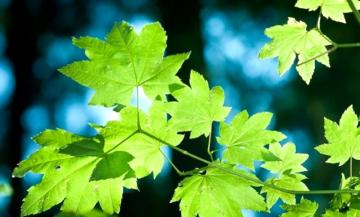 夏天，这样喝茶更健康